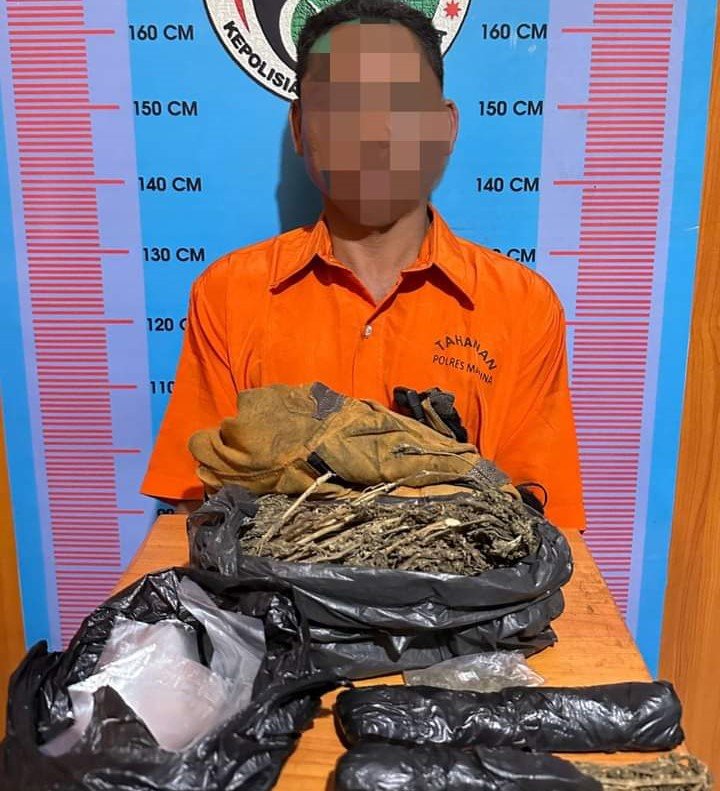 Polres Madina Bekuk Pria di Gubuk Sawah Gegara Edarkan Ganja