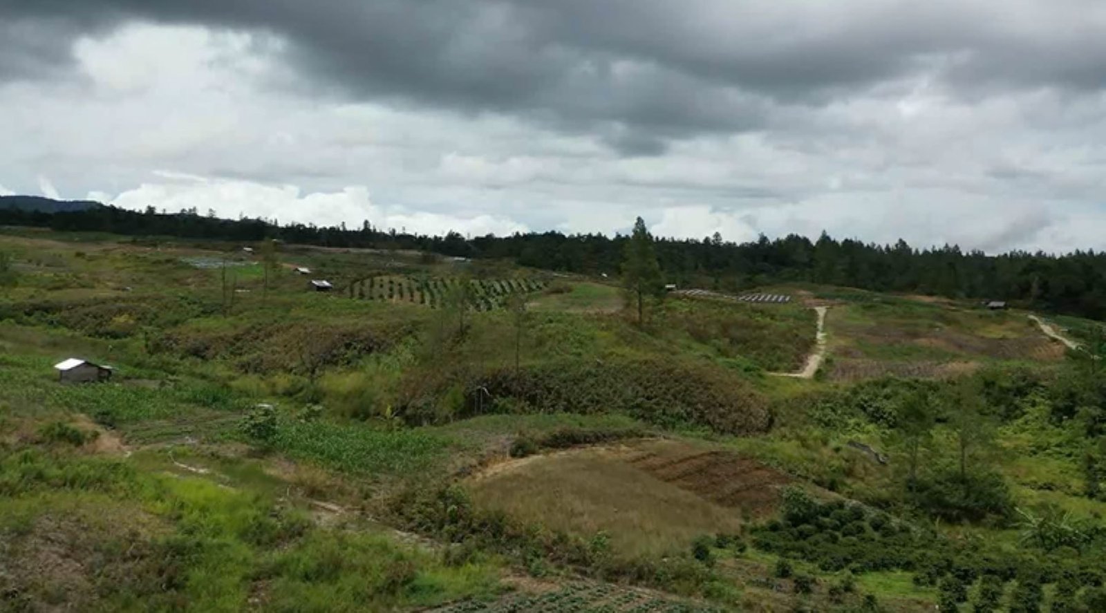 Food Estate Humbang Hasundutan Butuh Pendampingan Berkelanjutan