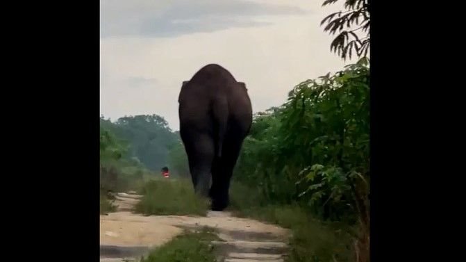 BBKSDA Riau Awasi Gajah di Bengkalis, Imbau Warga tidak Memburunya