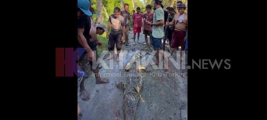 Buaya Serang Nelayan Kepiting di Batubara, Mati di Tangan Warga