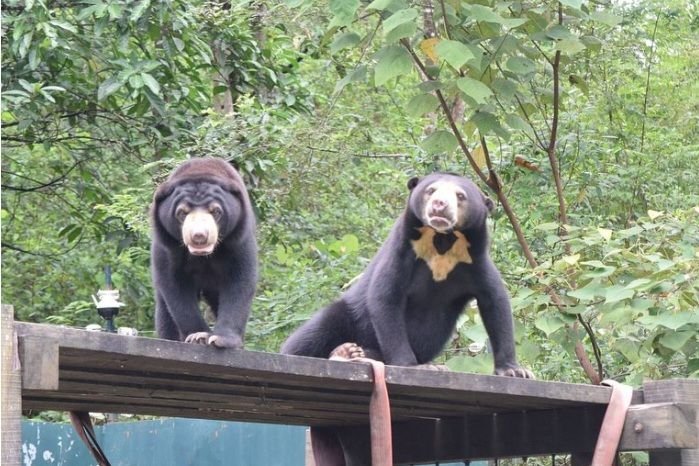 Beruang Madu Berkeliaran di Hutan Kota, Warga Rokan Hulu Diminta Waspada