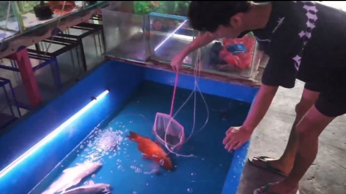 Usaha Ikan Hias di Pekanbarau Merugi, Dampak Pemadaman Listrik PLN