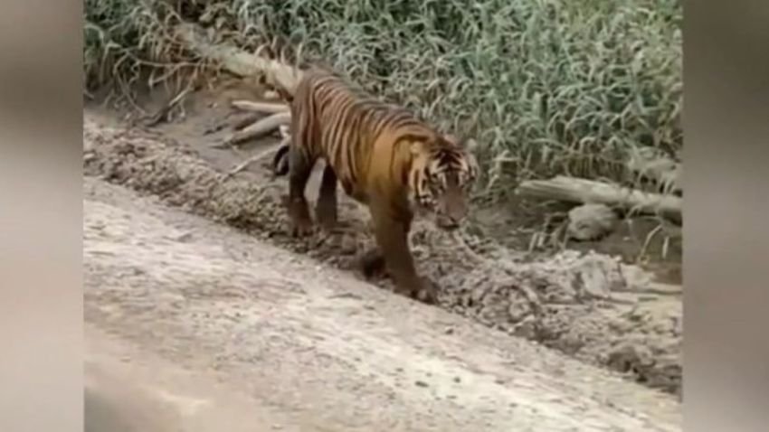 Pekerja Perkebunan Tewas Dimangsa Harimau Sumatera di Riau