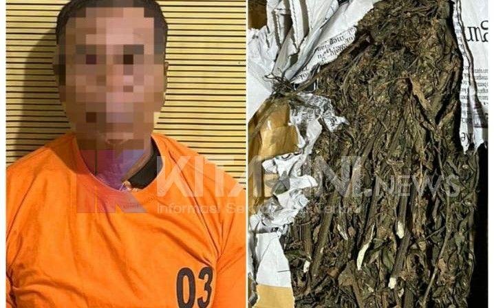 Polres Binjai Tangkap Seorang Kakek Penjual Ganja