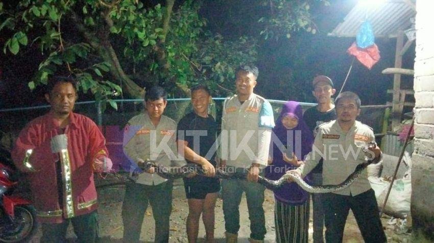 Hendak Memangsa Ayam Warga, BPBD Kota Binjai Tangkap Ular Sawah Sepanjang 3 Meter