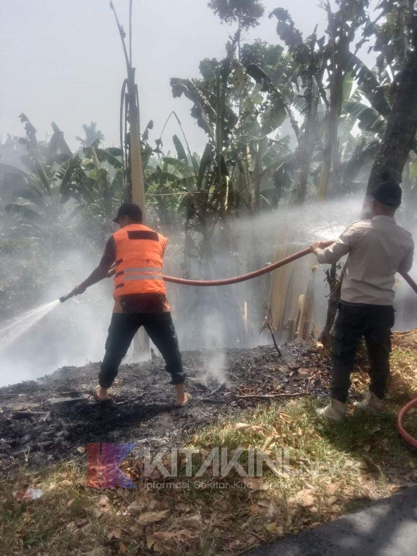Warga Bakar Sampah di Area Kebun, Puluhan Pohon Pisang Hangus Terbakar