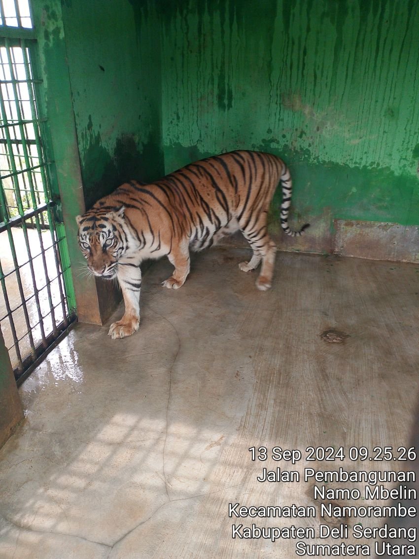 Si Manis Harimau Sumatera Koleksi Medan Zoo Mati