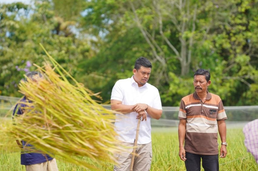 Ikuti Permintaan Warga Bobby Nasution Blusukan ke Persawahan di Balige