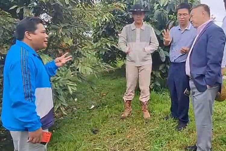 Importir Durian asal China Kunjungi Kebun Durian Musang King Garoga Tapanuli Utara