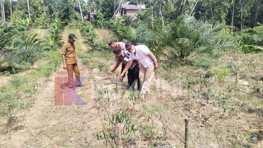 Dukung Program Ketahanan Pangan, Bhabinkamtibmas Desa Alur Gadung, Langkat Ikut Tanam Bibit Kacang Tanah