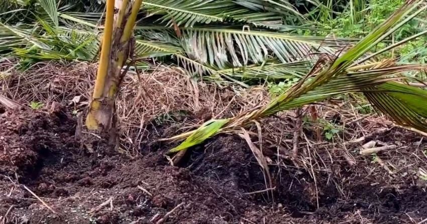 Kerusakan Hutan dan Perburuan Liar, Gajah Sumatera Masuk Kota Rusak Tanaman Warga di Pekanbaru