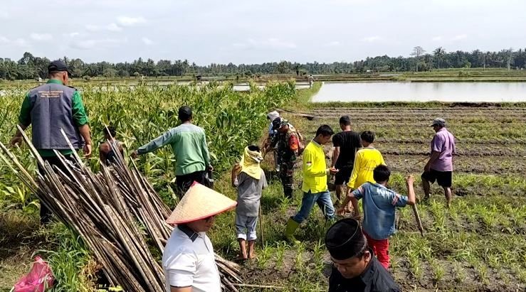 Desa Pematang Gajing Gencarkan Grobyok Tikus Dukung Ketahanan Pangan