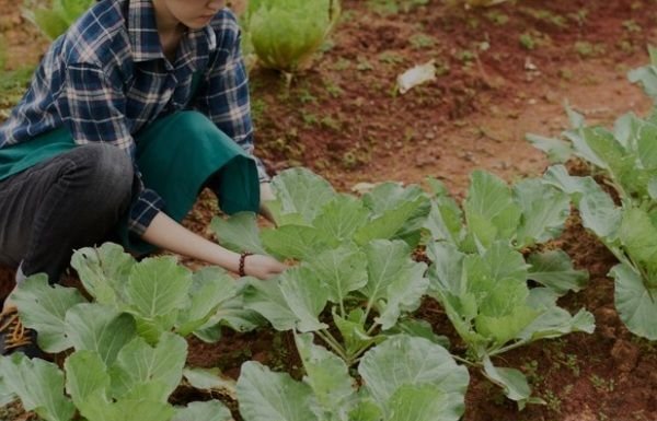 Jaga Kebersihan, Cacing Gelang Bisa Masuk ke Otak Manusia