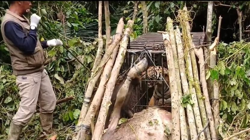 Harimau Sumatera Pemangsa Hewan Ternak, Terjebak Masuk Perangkap