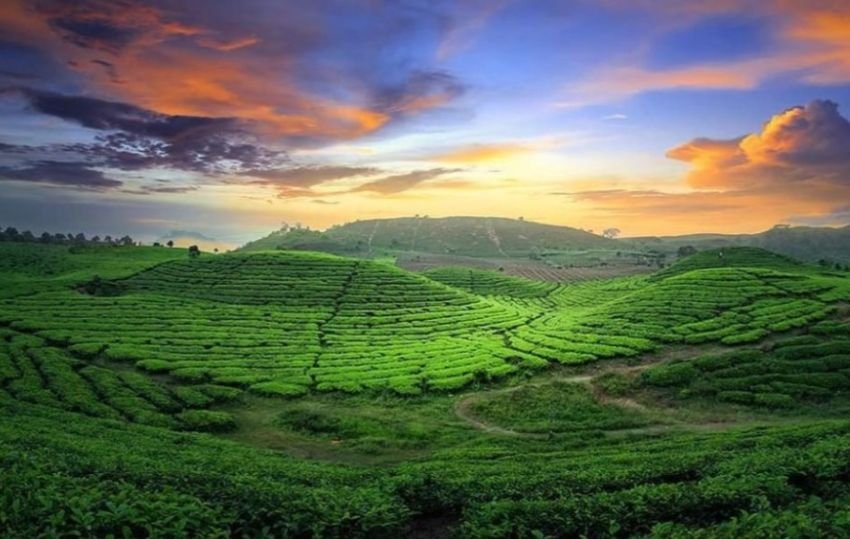 Kebun Teh Alahan Panjang, "Kaki Surga" di Kabupaten Solok Yang Wajib DIkunjungi Jika ke Sumbar