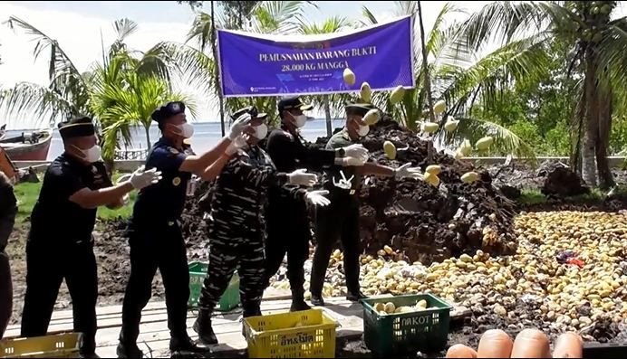 Bea Cukai Musnahkan Ribuan Mangga dari Malaysia