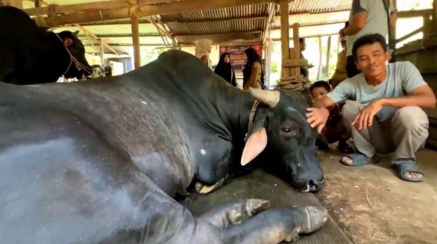 Sapi “Bagong” Terpilih Jadi Hewan Kurban Presiden di Pekanbaru