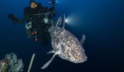 Ada Ikan Purba di Perairan Maluku Utara