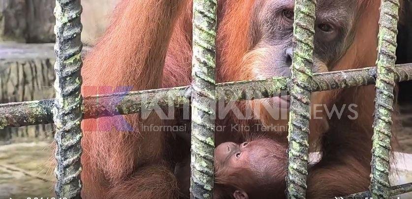 Seekor Orang Utan Melahirkan Bayi Jantan di Kebun Binatang Kasang Kulim, Kampar