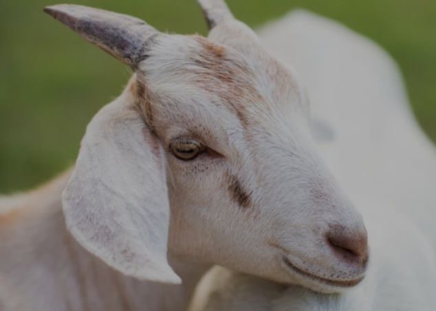 Ingat, Makan Kambing saat Idul Adha Ada Batasnya