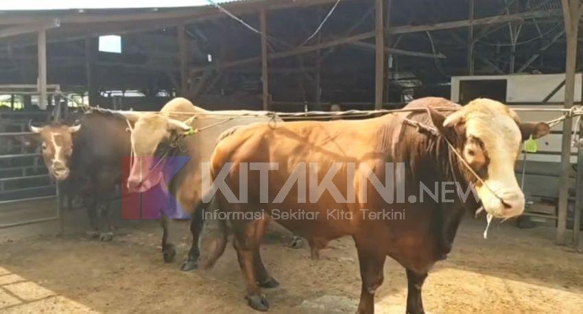 Presiden Prabowo Beli 3 Ekor Sapi Kurban dari Peternak di Kota Binjai