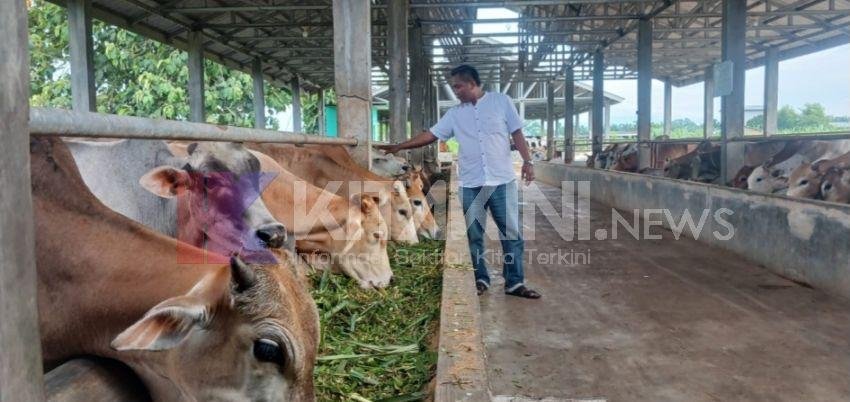 Jelang Idul Adha, Tabebuya Fatmland Binjai Siapkan Hewan Kurban Berkualitas