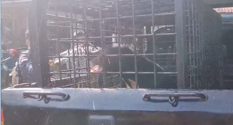 Kerap Mangsa Ternak Warga, BBKSDA Riau Tangkap Beruang Madu