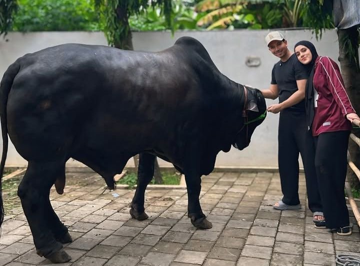 Kaki Fairuz A Rafiq Terinjak Sapi Kurban Seberat Satu Ton