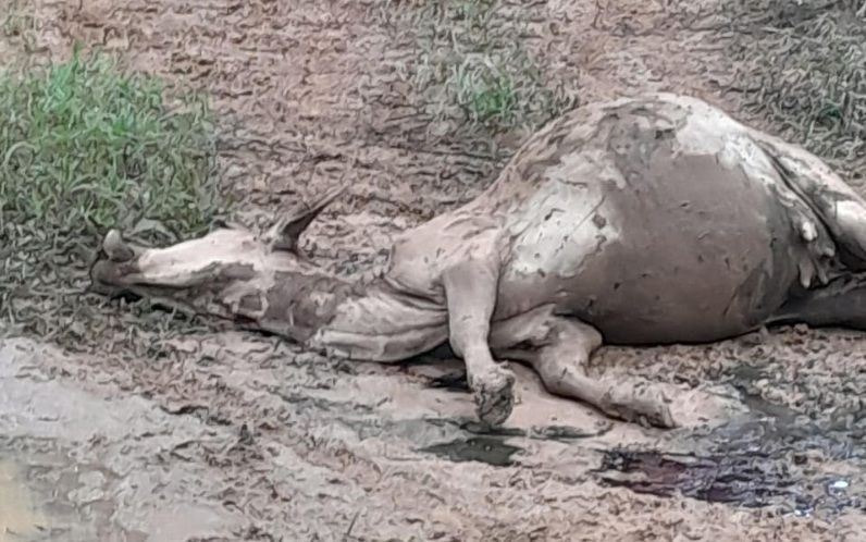 Warga Dihantui Ancaman Konflik Satwa Liar Pasca Harimau Mangsa Sapi Warga di Sei Lepan