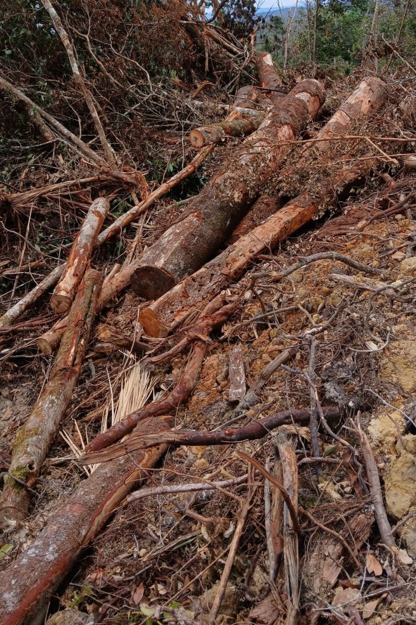 Viktor Silaen Desak Polres Humbahas Tangkap Pelaku Perambah Hutan di Desa Parnapa Humbahas