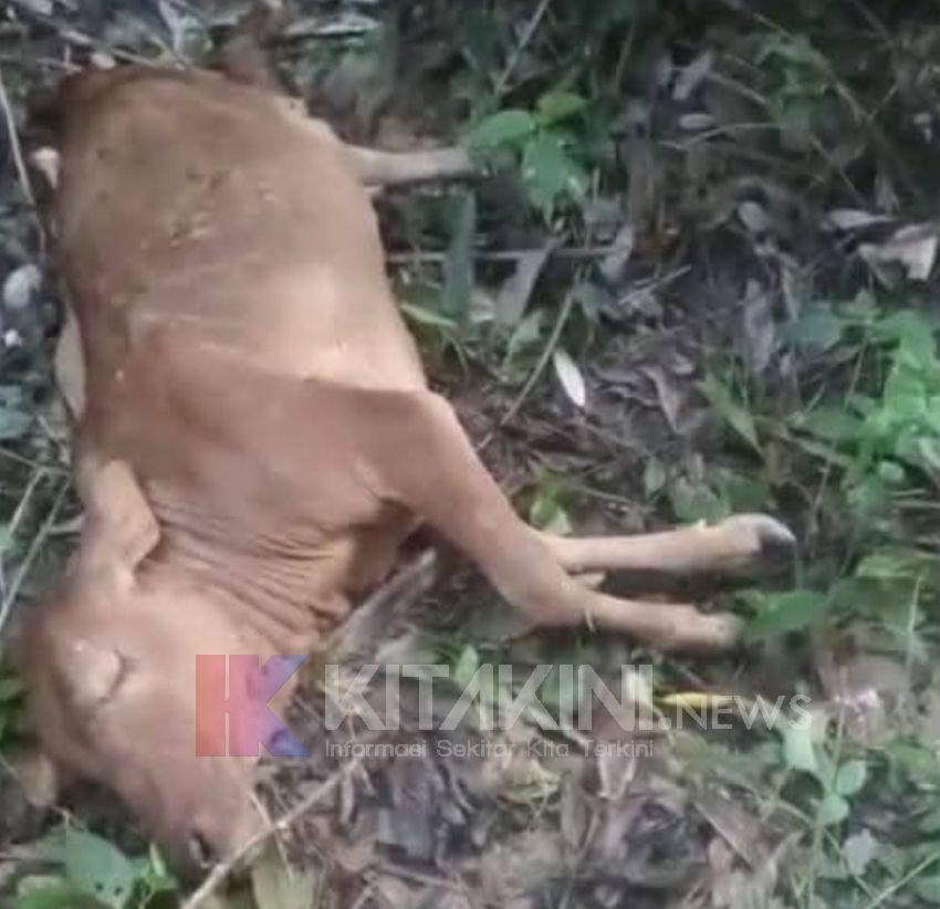 Lagi, Harimau Sumatera Mangsa Lembu di Langkat