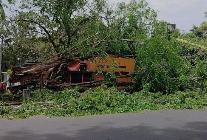 Pohon Tumbang di Jalan Sudirman Medan Hantam Kantor Pos & 2 Mobil, Ini Penyebabnya