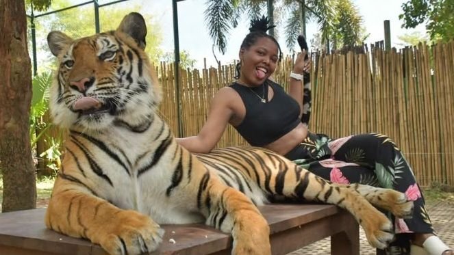 Tiger Kingdom Phuket Makan Korban, Harimau Serang Turis