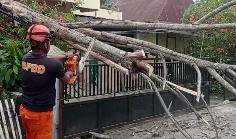 Pohon Tumbang dan Kebakaran Lahan Landa Padang