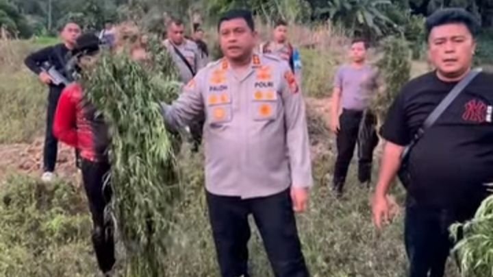 Polres Madina Temukan Ladang Ganja 6 Hektare di Tor Shite