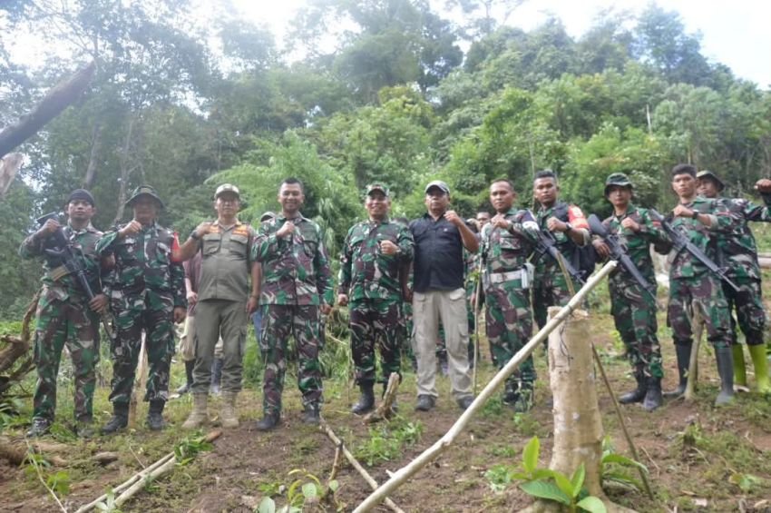 Kodim 0212/Tapsel Temukan Ladang Ganja 3 Ha di Bukit Tor Sihite, Madina
