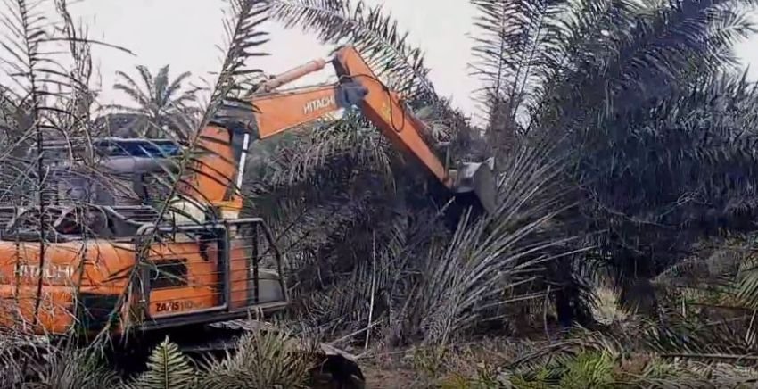 4.700 Ha Kebun Sawit Ilegal Dimusnahkan di Taman Nasional Teso Nilo