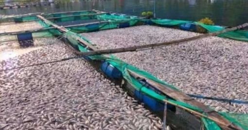 Ikan Nila Mati Massal di Danau Toba