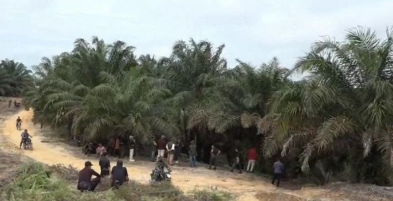 Satgas PKH Musnahkan Kebun Kelapa Sawit Ilegal di Taman Nasional Teso Nilo