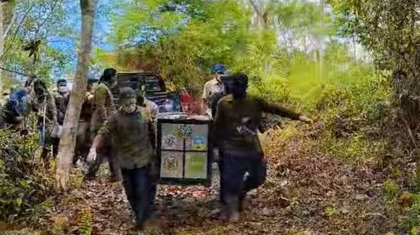 BKSDA Lepas Liarkan 3 Siamang ke Hutan Taman Nasional Gunung Leuser