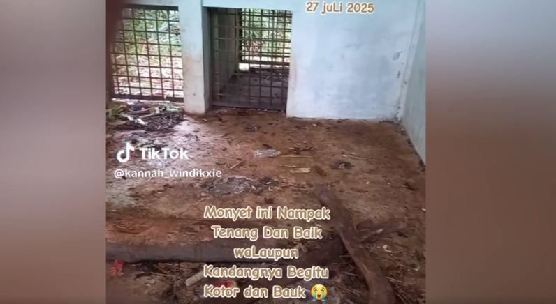 Viral, Kandang Kera Hitam di Medan Zoo Dipenuhi Sampah