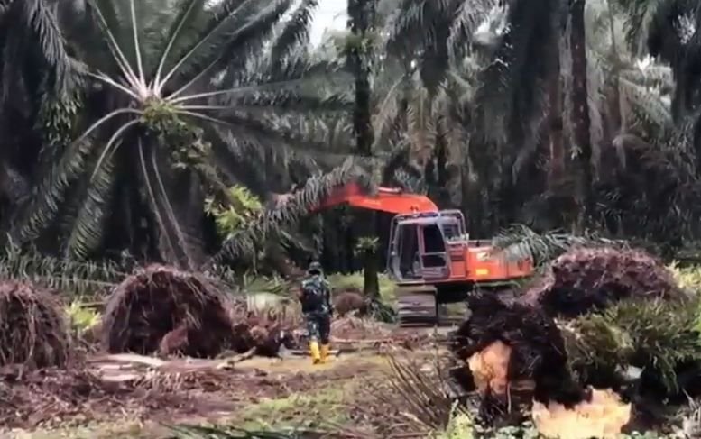 Lahan Sawit Ilegal 6.600 Ha di Pelalawan Dimusnahkan Satgas PKH
