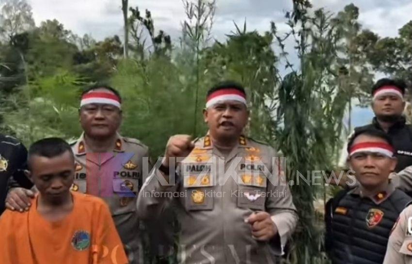 Lagi, Ladang Ganja Ditemukan di Madina