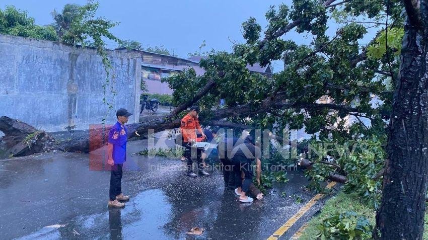 Hujan Angin Landa Kota Binjai, Sejumlah Pohon Tumbang