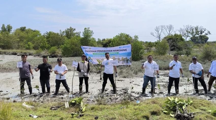 Begini Langkah Pelindo Regional 1 Dorong Rehabilitasi Mangrove di Batu Bara