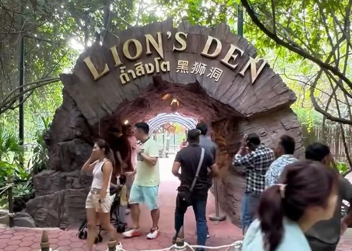 Pegawai Safari World Tewas Diterkam Singa, Jadi Tontonan Pengunjung