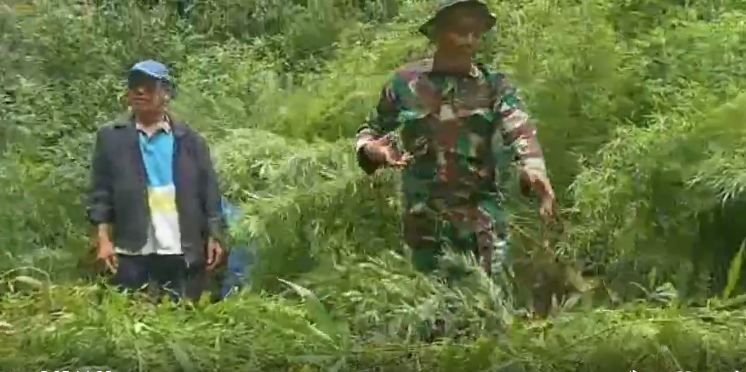 Personel TNI/Polri Temukan Ladang Ganja di Hutan Sibuaten, Karo