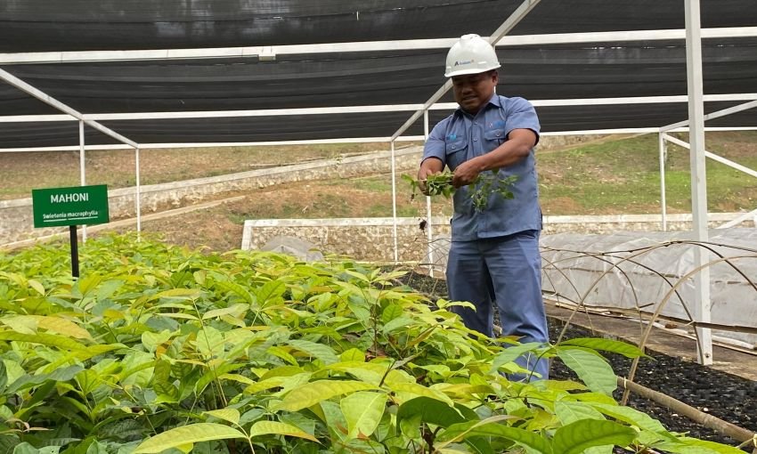 INALUM dan PJT I Perkuat Konservasi Danau Toba Lewat Penanaman Pohon dan Pembibitan Modern