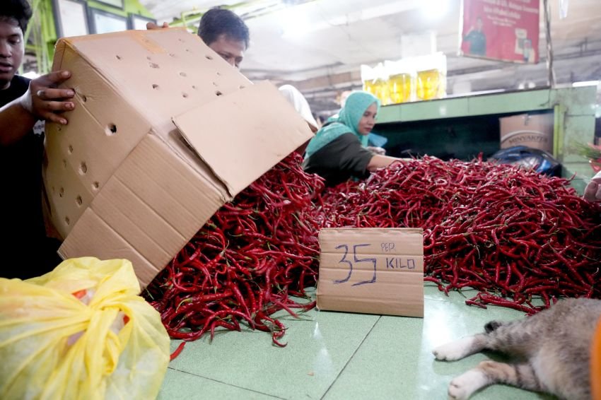 Tinjauan Pasar, Ari Wibowo: Harga Cabai Merah Turun, Rp35 Ribu/Kg