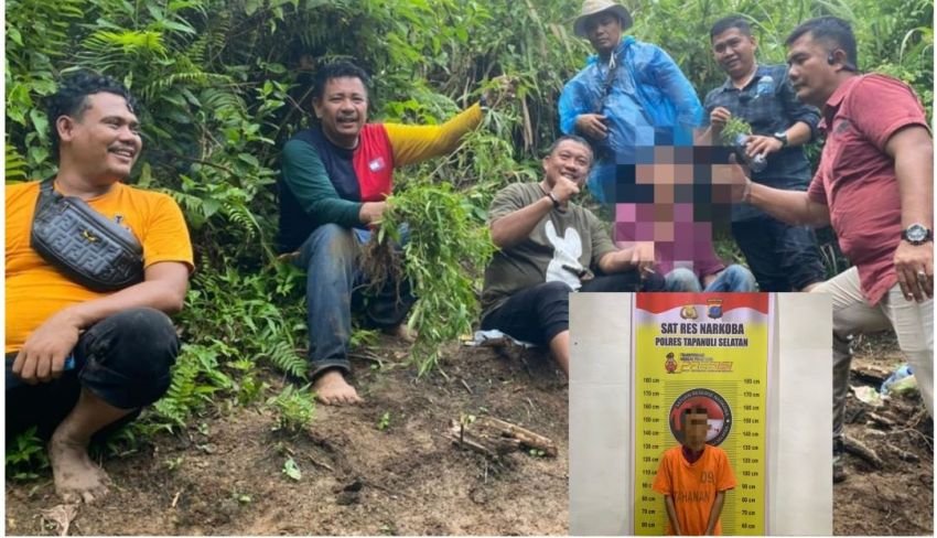 Warga Angkola Selatan Ini Tanam Ganja di Kebun Sawitnya